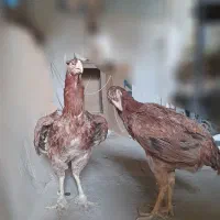 مرغ خروس و جوجه لاری