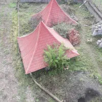 آلاچیق