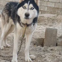 هاسکی|سگ|بهبهان, |دیوار