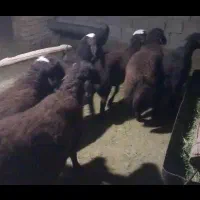 بره نر