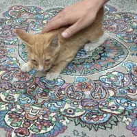 واگذاری رایگان بچه گربه|گربه|زاهدان, |دیوار