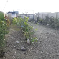 ۳۰۰متر زمین در پسیخان فروش معاوضه تهاتر