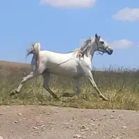 مادیان درهشور|اسب و تجهیزات اسبسواری|شهرکرد, |دیوار