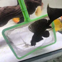 کت گربه ماهی اسپرت سایز بزرگ