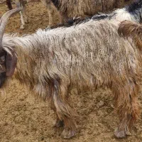 کهره یکساله بزری|حیوانات مزرعه|مرودشت, نقش رستم|دیوار