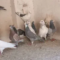 کفتر پلاکی|پرنده|شیراز, پانصد دستگاه ارتش|دیوار