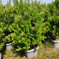 یاس هلندی جعبه ۴۰