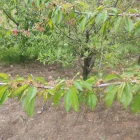 باغ ۱۸۰۰ متری واقع در روستای خوش آب و هوا بالندر|فروش زمین و ملک کلنگی|طرقبه, |دیوار