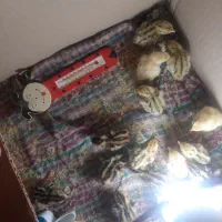جوجه بلدرچین