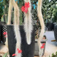 کاکتوس وگیاهان آپارتمانی|گل و گیاه طبیعی|مشهد, شهرک صنعتی توس|دیوار