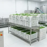 تولید و پخش سبزی شسته‌شده درجه یک مستقیم از کارگاه