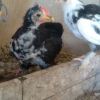 ۸عدد جوجه گلین ۳ماه