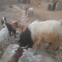 فروش پازن الوس تخمی جوان|حیوانات مزرعه|یاسوج, |دیوار