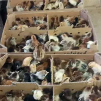 جوجه مرغ گلپایگان