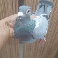 پلاکی غریب گیری|پرنده|ساوه, |دیوار
