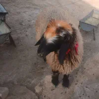 بره چاق|حیوانات مزرعه|مسجد سلیمان, |دیوار