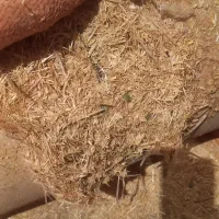 فروش علوفه دام