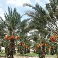جذب سرمایه، سرمایه گذاری ،مشارکت ،پرسود، نقد|خدمات مالی، حسابداری، بیمه|تهران, میدان میوه و تره‌بار مرکزی|دیوار
