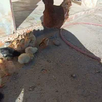 جوجه محلی سه روزه