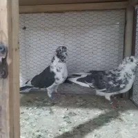 کبوتر بار جدید نهاوند رسید