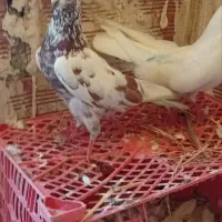 5عدد کبوتر اوچوم