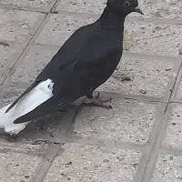 کفتر کبوتر جوجه دم سفید