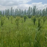 فروش باغچه سیب و گلابی