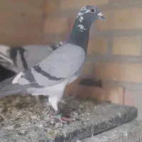 ۶ تا ماده|پرنده|تربت جام, مطهری|دیوار