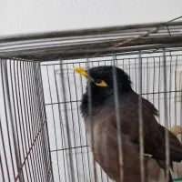 مرغ مینای سالم و سرحال