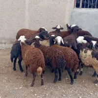 بره ماده شیشک|حیوانات مزرعه|بروجرد, |دیوار