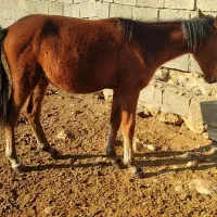 اسب درجه یک