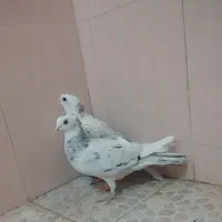 هفت رنگ کاکلی