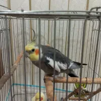 عروس سخنگو|پرنده|اردبیل, |دیوار