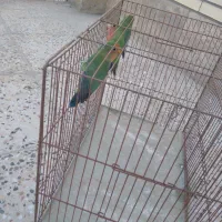 سه عدد کوتوله 800|پرنده|اردکان, |دیوار