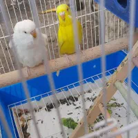مرغ عشق هلندی زرنگ|پرنده|شیراز, شهرک مخابرات|دیوار