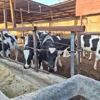 ۲۰ راس گوساله قطع شیر