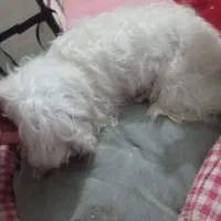 سگ  پاکوتاه|سگ|محمدیه-قزوین, |دیوار