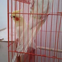 جفت عروس پاریس مولد معاوضه می‌شود|پرنده|اهواز, سپیدار|دیوار