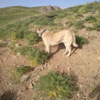 سگ سراب دزدیده شده|سگ|سنندج, |دیوار