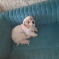 فروش سگ خانگی تربیت شده|سگ|فولادشهر, C1|دیوار