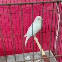 قناری ماده سفید چغندری نر