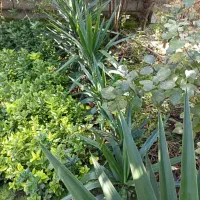 فروش شمشادهای طلایی یا ابلق، همیشه سبز، سیکاس و.|گل و گیاه طبیعی|نشتارود, |دیوار