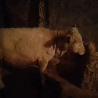 گوساله پنج ماه نرو ماده سفید نره سیا سفید ماده