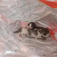 واگذاری رایگان بچه گربه