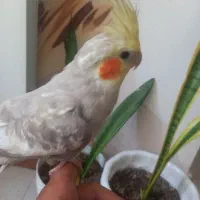 فروش عروس هلندی