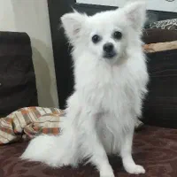 سگ پامر|سگ|خورموج, |دیوار