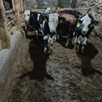 گوساله نر سیمنتال|حیوانات مزرعه|میانه, |دیوار