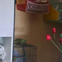 عروس هلندی جفت رو تخم