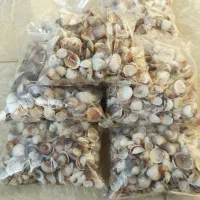 گوش ماهی(صدف دریایی)|پرنده|سنگر, |دیوار