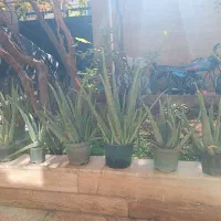 آلور اخوب و پر از ژله|گل و گیاه طبیعی|ورامین, ورامین|دیوار